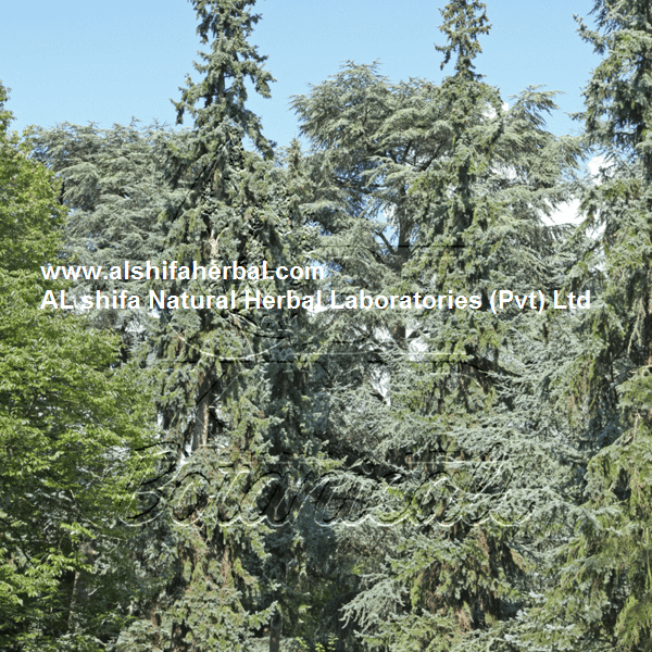Deodar, Cedrus deodara Roxb - Image 3
