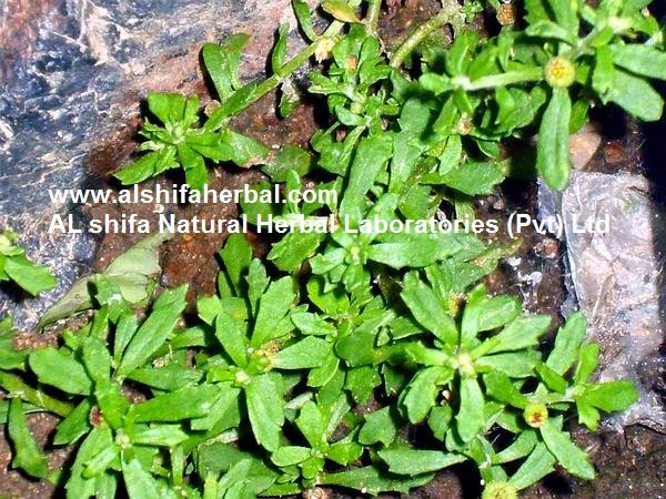 Nakchikni, Centipeda minima - Image 2