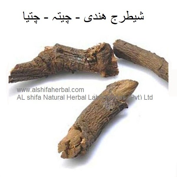 Sheetraj Hindi, Ceylon Leadwort - Image 3