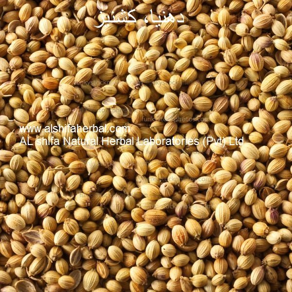 Dhania, Kishniz، Coriander