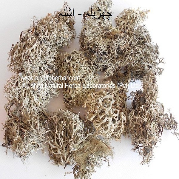 Charila, Lichen - Image 7