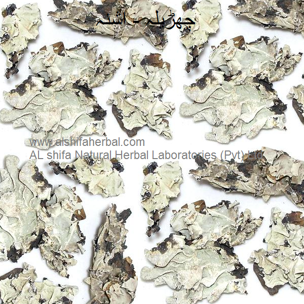 Charila, Lichen - Image 4