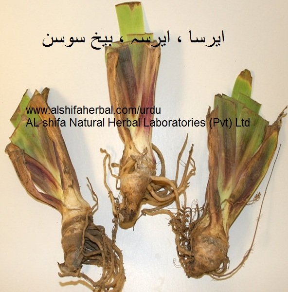 Irsa, Orris Root - Image 4