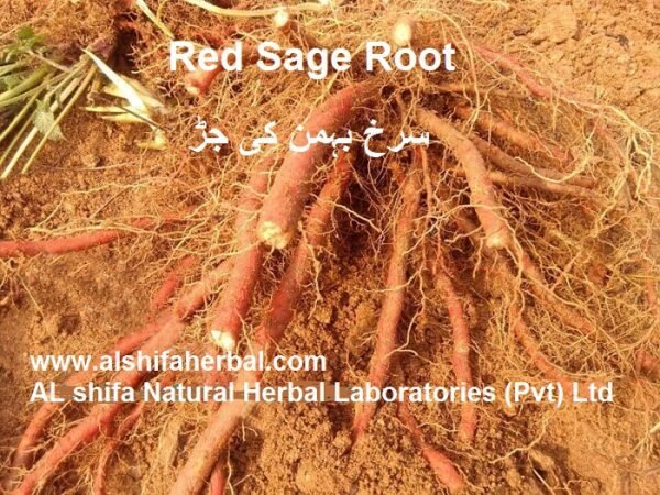 Behman Surkh, Red Sage Root - Image 4