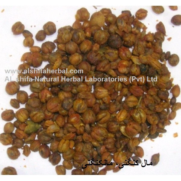 Malkangani. - Image 4