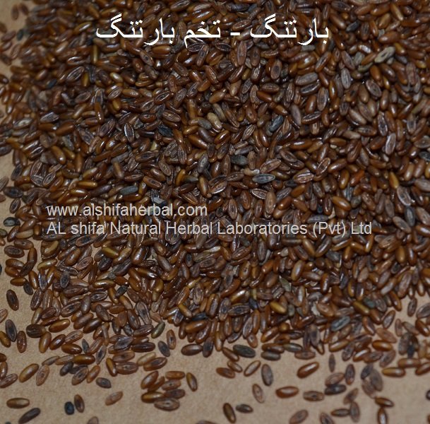 Bartang, Broadleaf Plantain