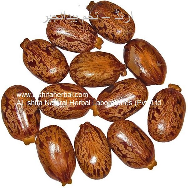 Arand, Arind, Castor Bean