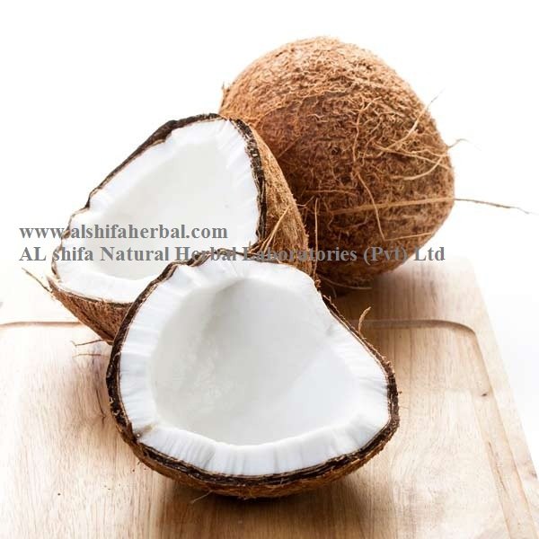 Coconut, Cocos Nucifera - Image 4