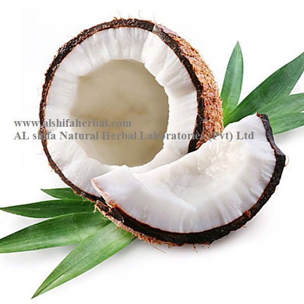 Coconut, Cocos Nucifera - Image 3