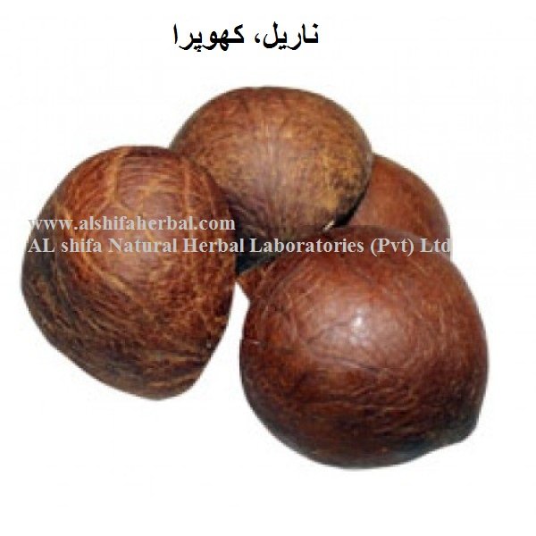 Coconut, Cocos Nucifera - Image 2