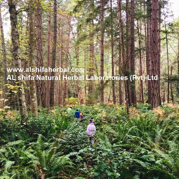 Deodar, Cedrus deodara Roxb - Image 4