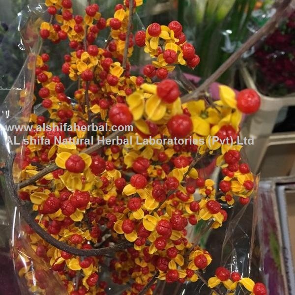 Malkangani. - Image 2