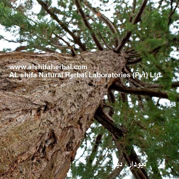 Deodar, Cedrus deodara Roxb - Image 5