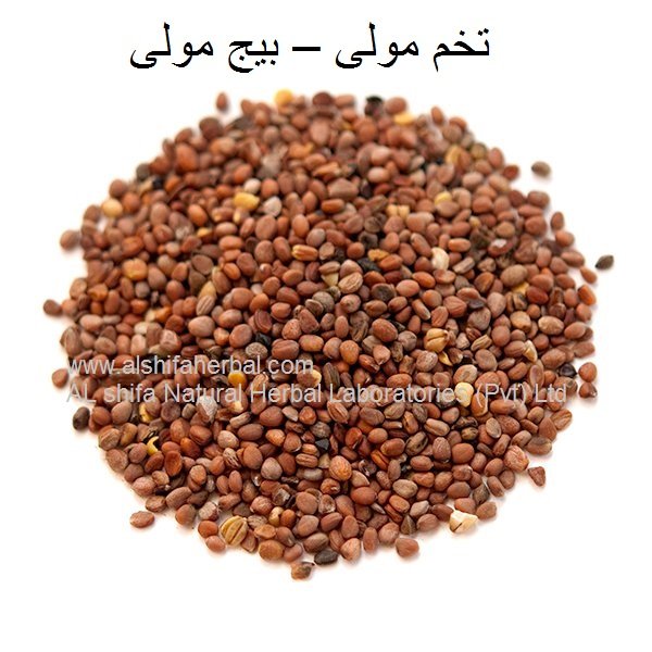Tukhm-e-Mooli, Radish Seeds