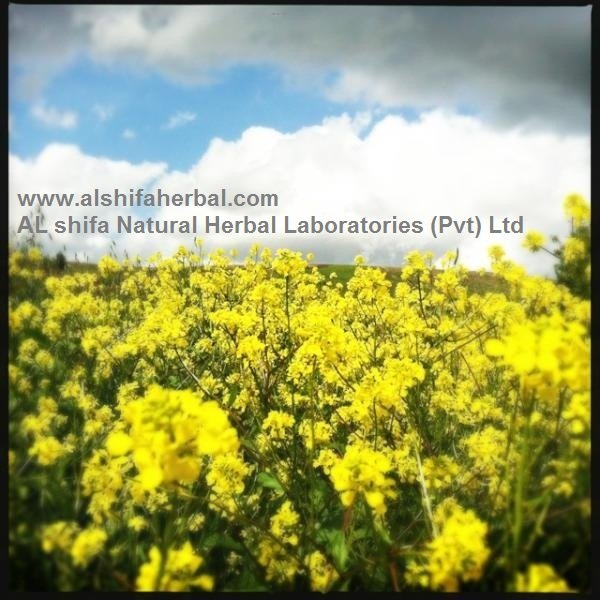 Sarson, Mustard - Image 2