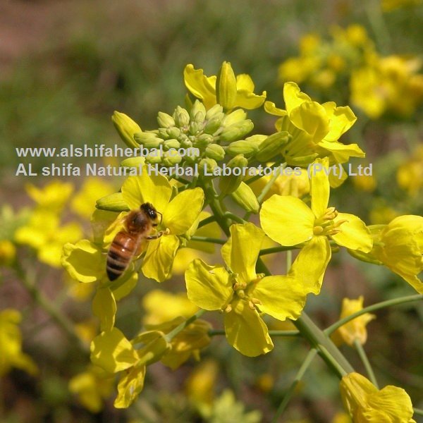 Sarson, Mustard - Image 3