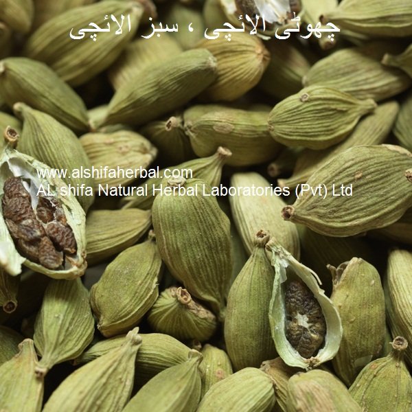 Choti Elaichi, Cardamom
